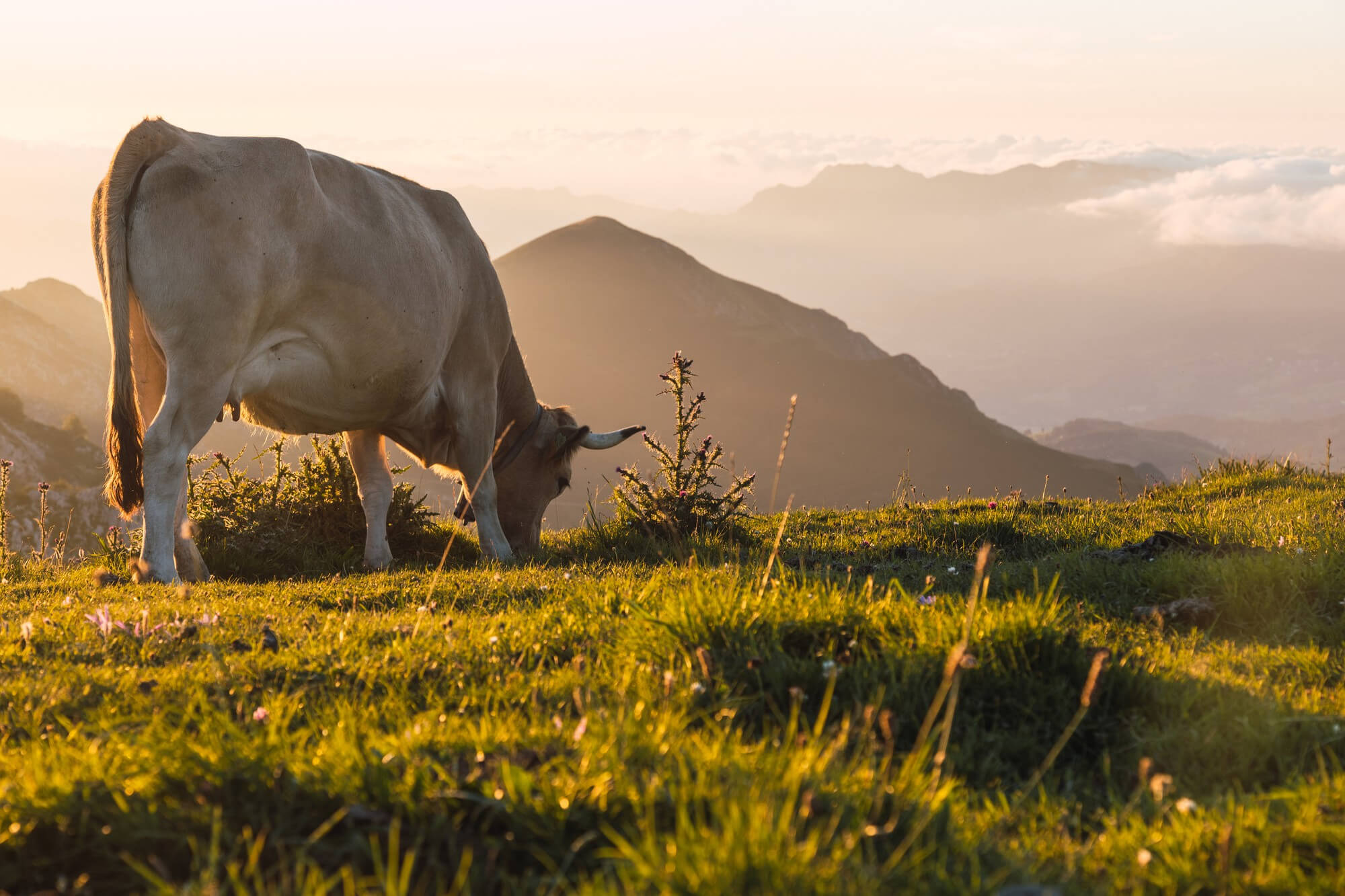 A Consultoria Jurídica Ambiental Para a Atividade Pecuária
