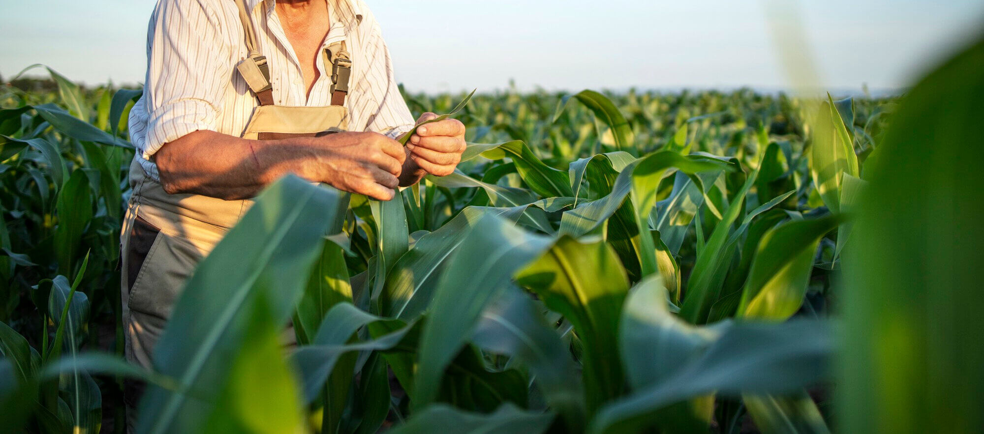 A Essencial Consultoria Jurídica Ambiental Para Produtores Rurais