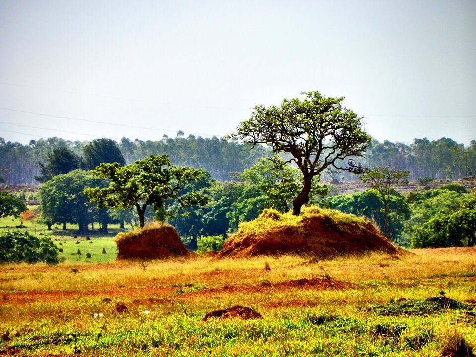 Bioma Cerrado e o Desmatamento: Estratégias para uma Defesa Ambiental Eficiente