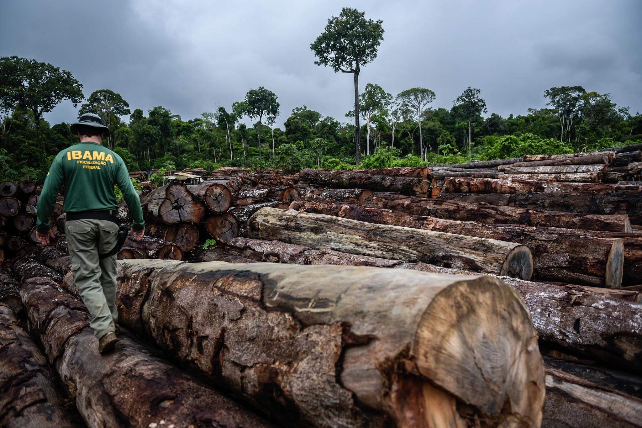Bioma Amazônico e o Desmatamento: Como Proceder Uma Defesa Com Qualidade