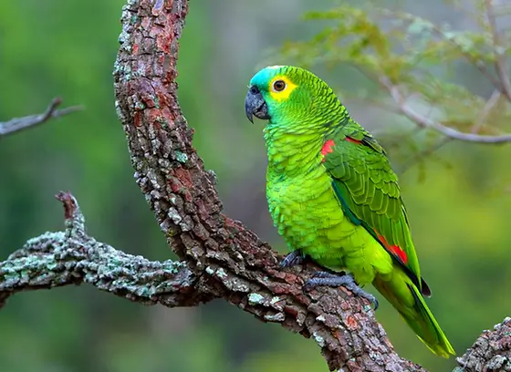Concedida a Guarda Definitiva de Ave Silvestre ao Seu Tutor