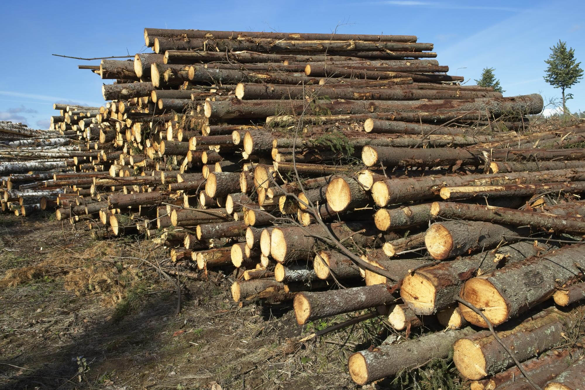 Multa Ambiental Por Desmatamento, O Que Devo Fazer?