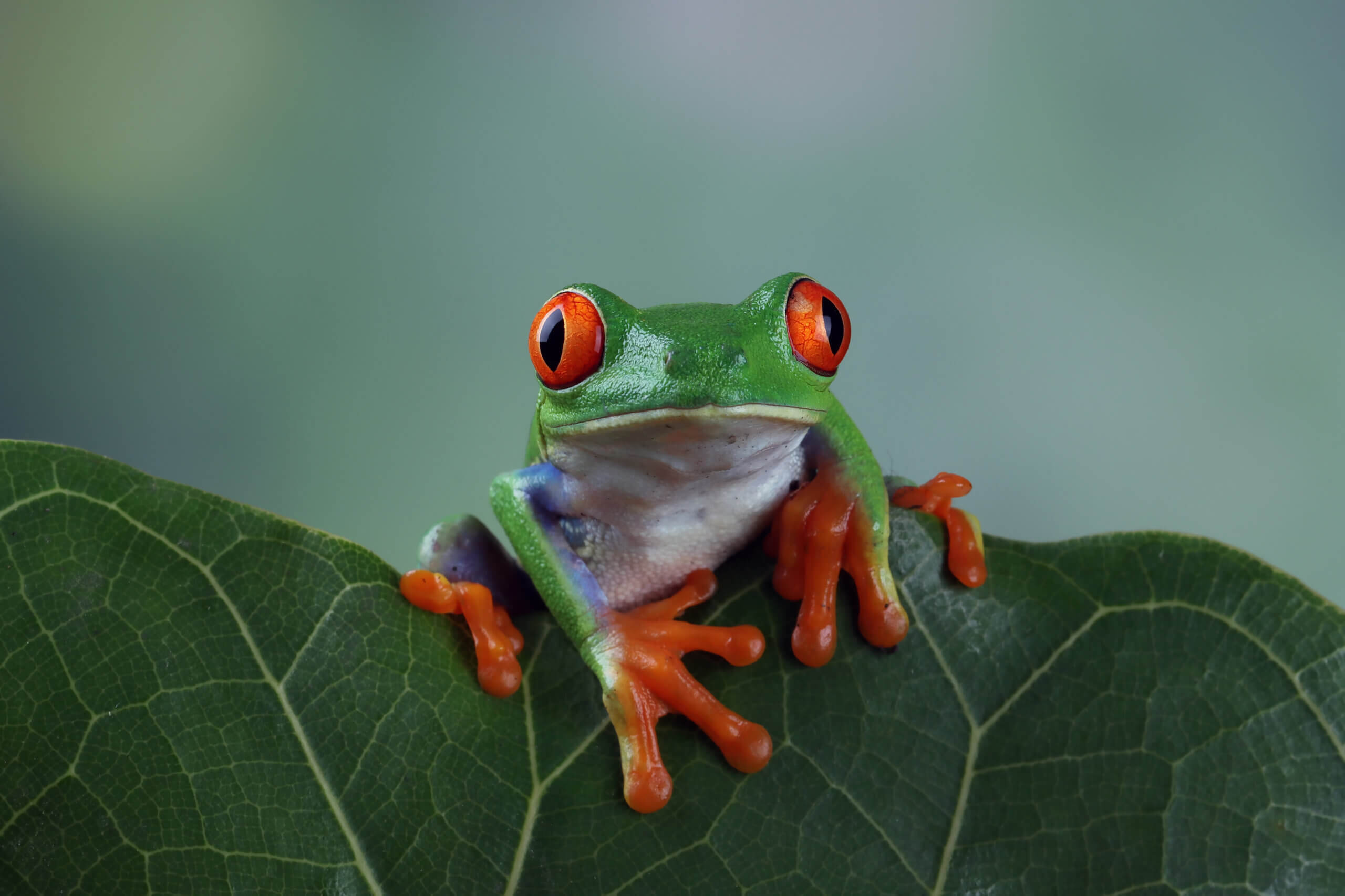 COP 16 destaca créditos de biodiversidade como novo pilar da sustentabilidade global