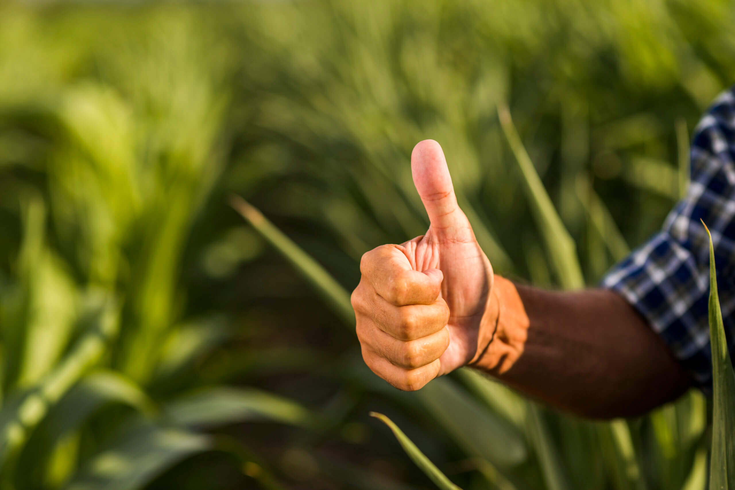 COP 30: Agro Brasileiro no Centro do Futuro Sustentável da Amazônia