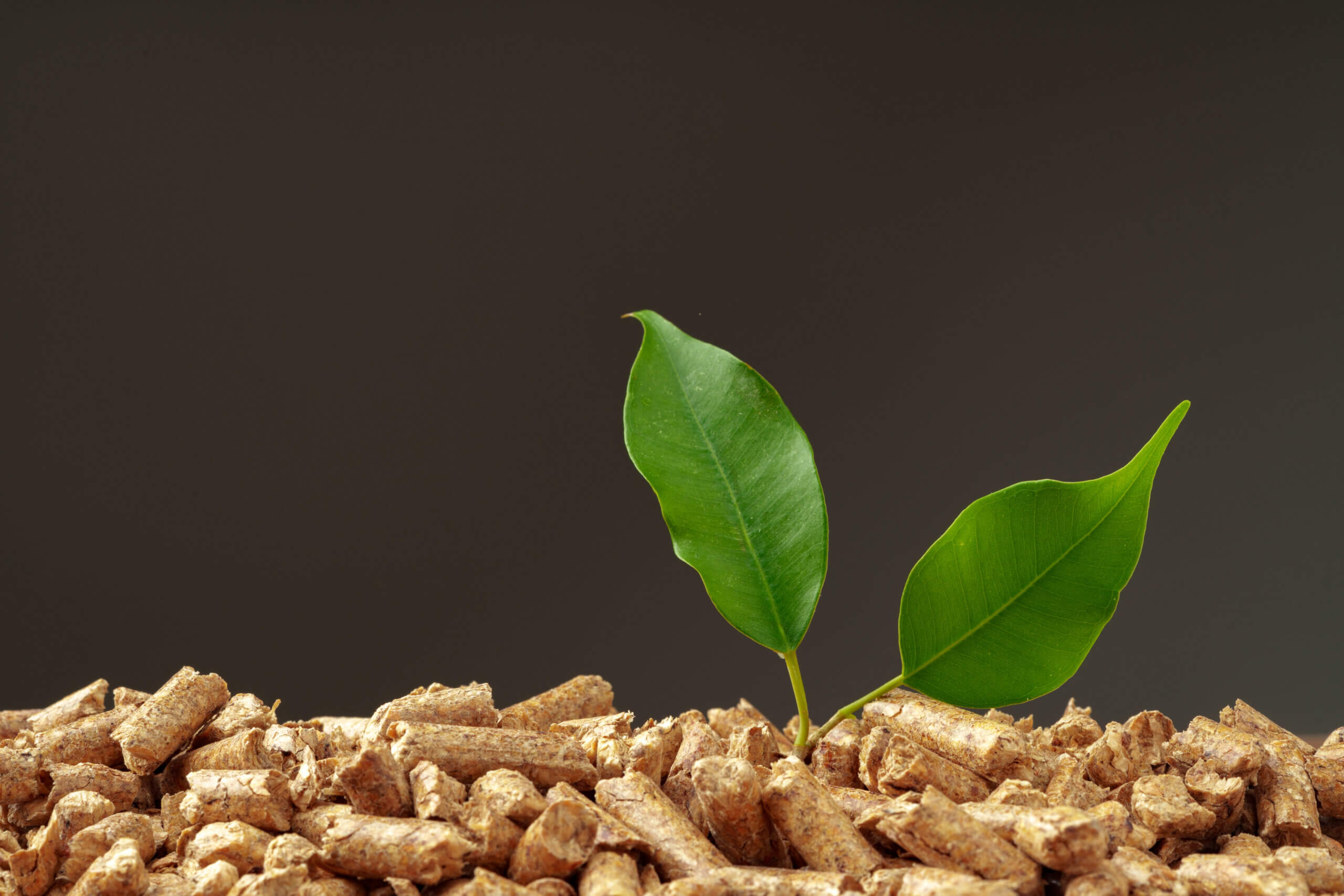 Lei dos Bioinsumos: Uma Revolução Sustentável para o Agronegócio Brasileiro