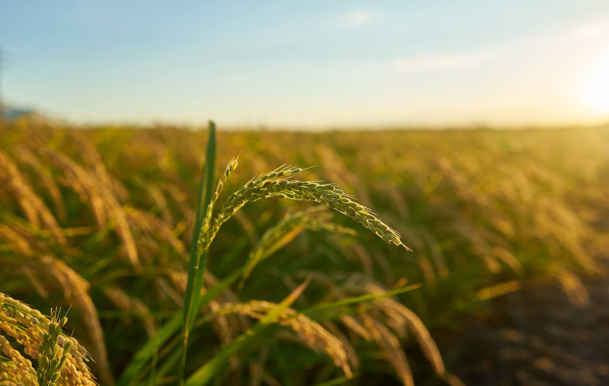 Muito Além dos Contratos: O Papel Estratégico do Advogado no Agronegócio Moderno