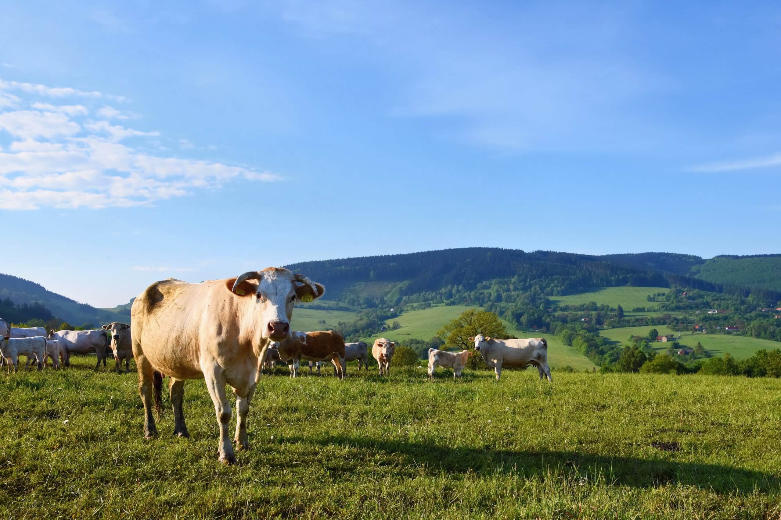 Recuperação do PIB do agronegócio impulsionada pela pecuária em 2024