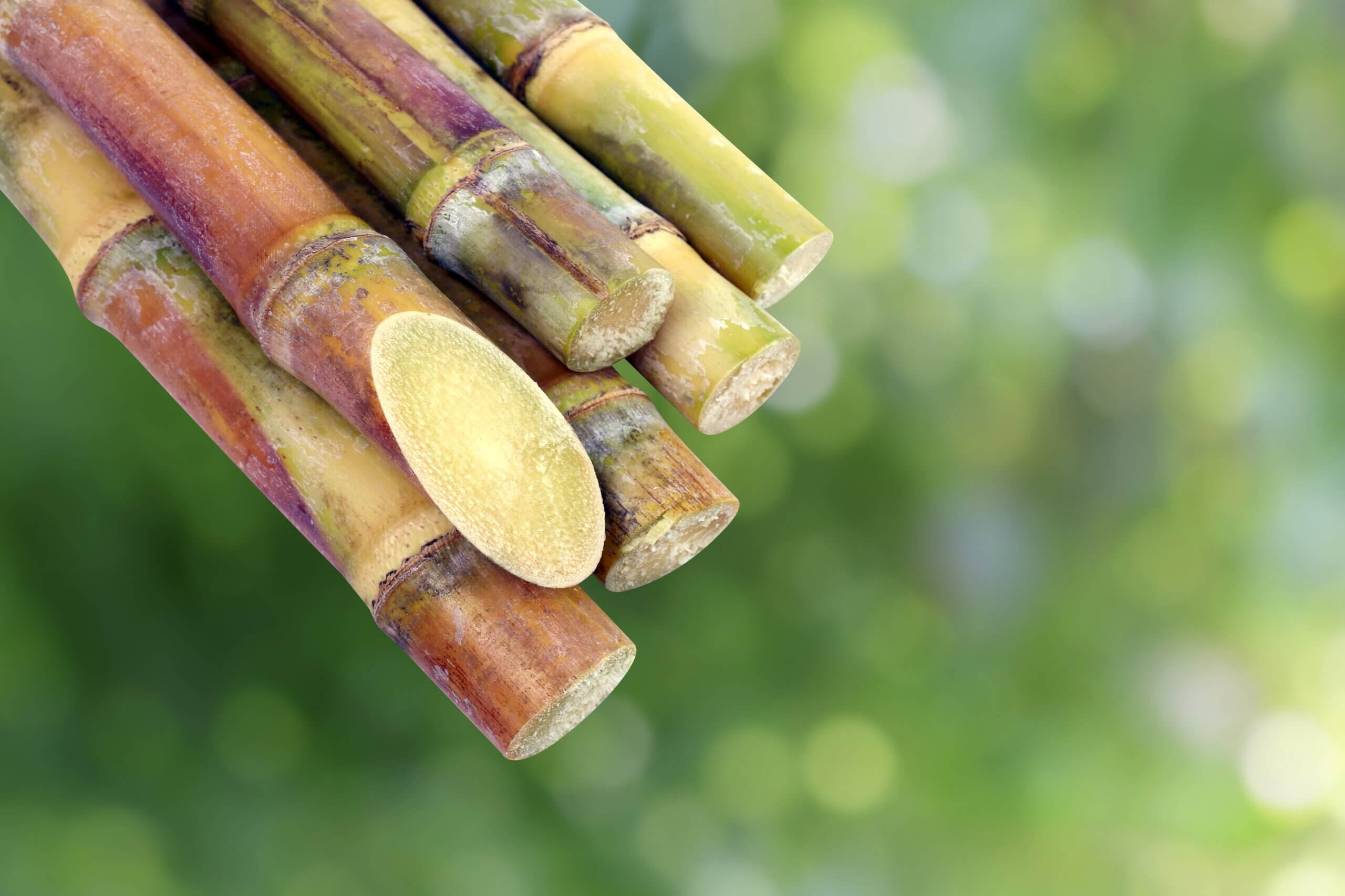 Setor sucroalcooleiro na mira da nova lei ambiental paulista