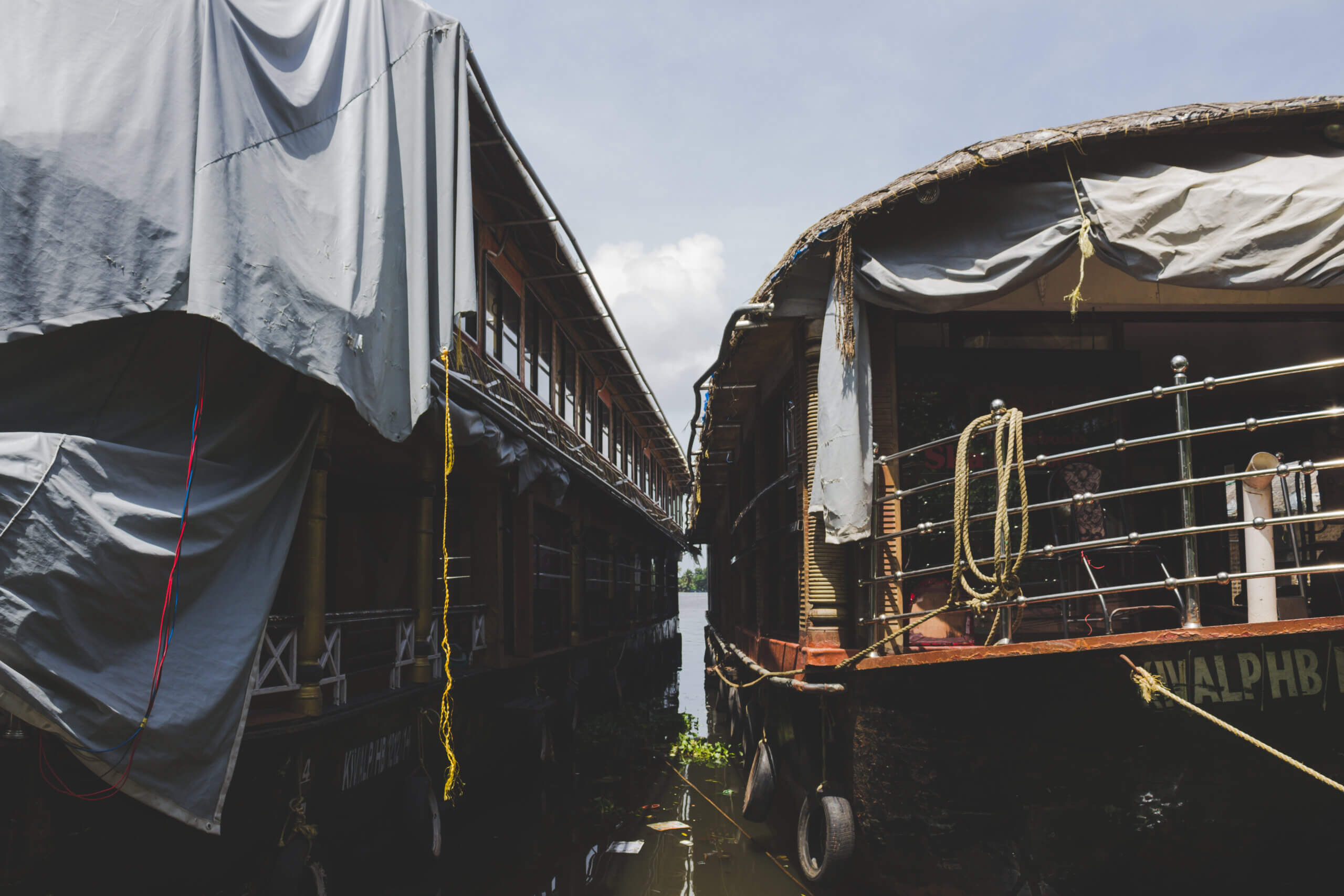 Projeto na Câmara propõe proibição do transporte marítimo de animais vivos